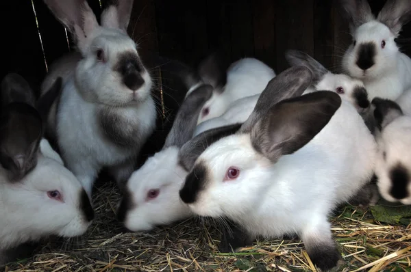 Genç tavşan doğurmak Californian_11