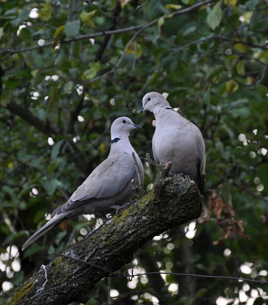 A pair of turtledoves garden_4 — Stock Photo, Image