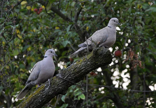 A pair of turtledoves garden_5 — Stock Photo, Image