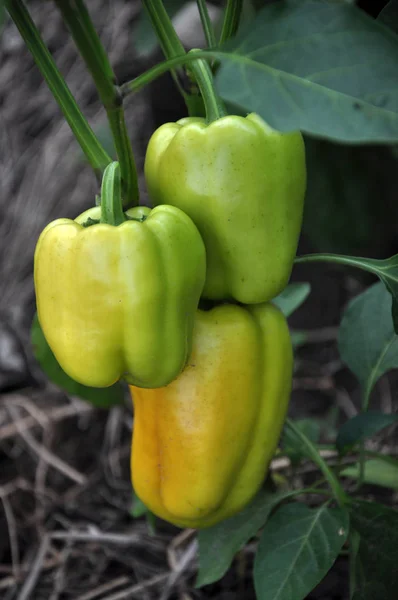 A gyümölcs édes paprika Bush — Stock Fotó