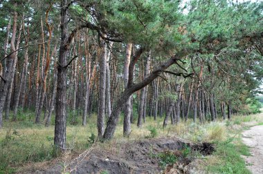 Çam forests_3 peyzaj