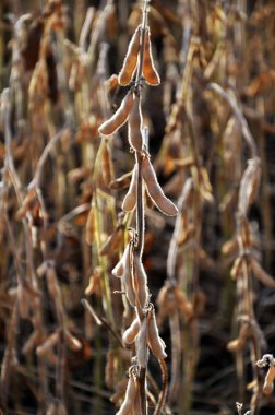 Olgun soya bakla kök