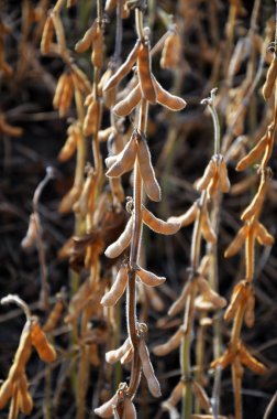 Olgun soya pods_4 kök