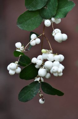 Olgun meyve symphoricarpos white_2