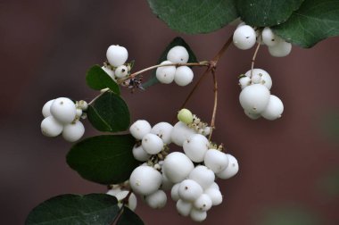 Olgun meyve symphoricarpos beyaz