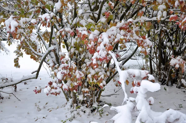 绿色 leaves_5 上的第一场白雪 — 图库照片