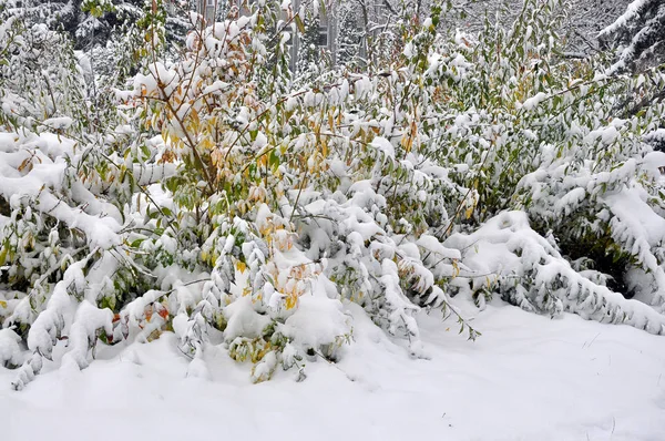 緑の leaves_9 の最初の白い雪 — ストック写真