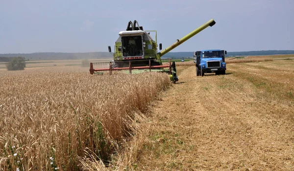 Hot Harvest time _ 19 — стоковое фото