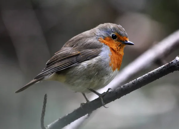 Rotkehlchen-Fliegenfänger _ 2 — Stockfoto