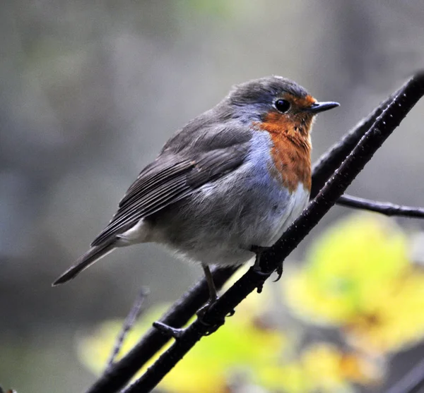 Robin pássaro família flycatchers — Fotografia de Stock