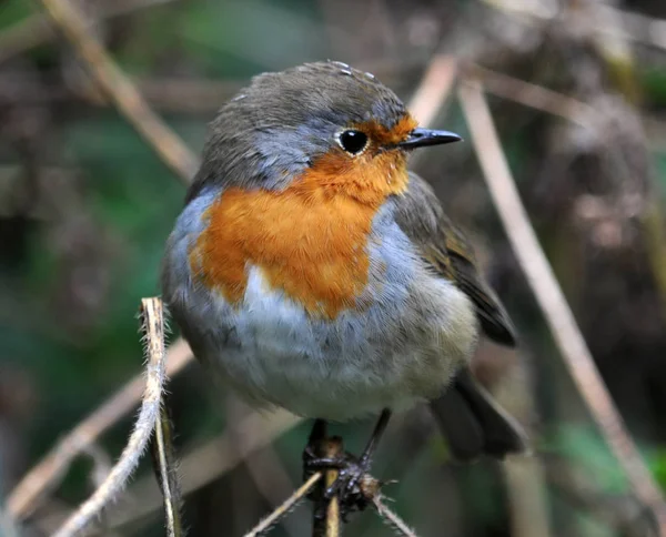 Rotkehlchen-Fliegenfänger _ 4 — Stockfoto