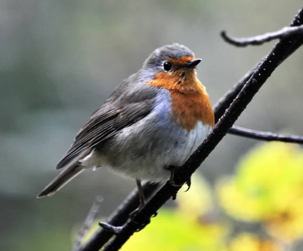 Robin vogel familie flycatchers_10 — Stockfoto