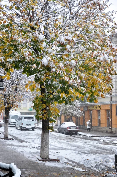 Yeşil leaves_3 beyaz kar — Stok fotoğraf