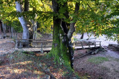 Köprüsü olan sonbahar manzarası