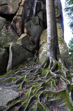 Kökleri eski trees_5 orman