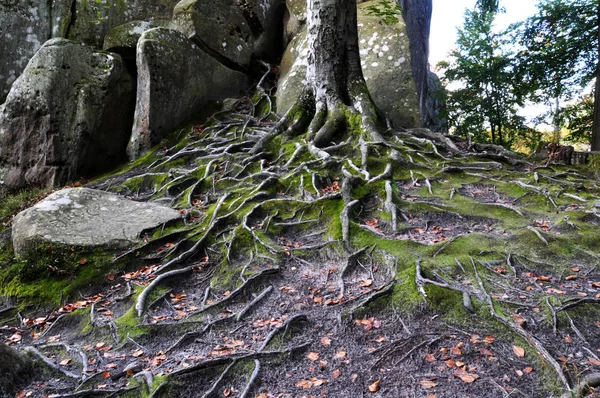 Le radici dei vecchi alberi forestali _ 6 — Foto Stock