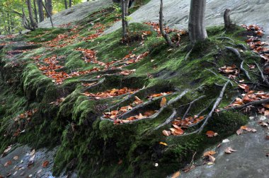 Kökleri eski trees_10 orman