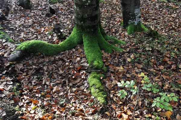 Le radici dei vecchi alberi forestali _ 7 — Foto Stock