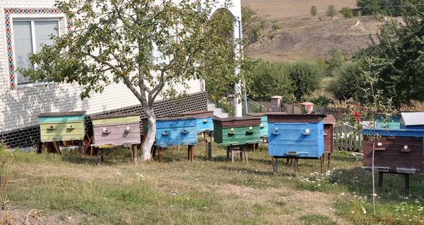 Amateur apiary near the house _ 3 — стоковое фото