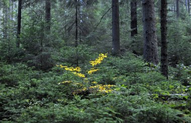 Karpat dağ forest_3 sonbahar