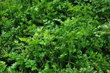 Maydanoz yeşil leaf_2