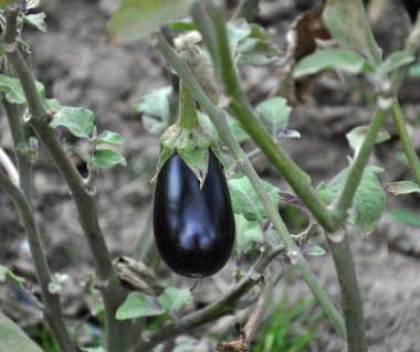 Olgun mavi patlıcan