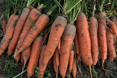 Land_2 tarihinde toplanan havuç