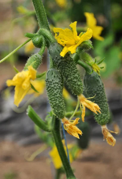 Cucumbers growing in a greenhouse _ 7 — стоковое фото