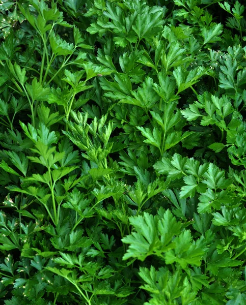 Parsley green leaf_4 — Stock Photo, Image