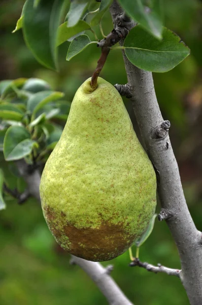 Pear tree branch_3 — Stock fotografie