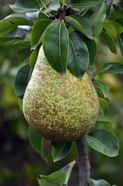 Pear tree branch_2 — Stock fotografie