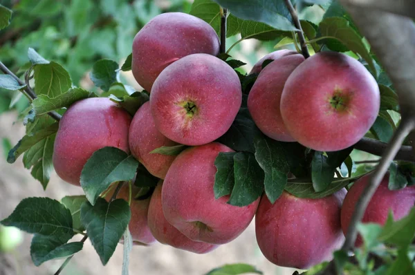 Érett alma-a egy tree_2 — Stock Fotó