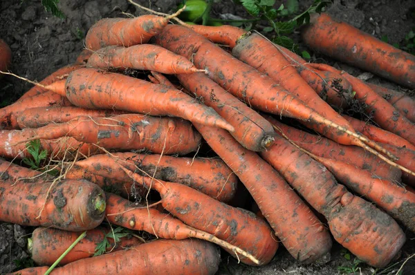 Las zanahorias recogidas en tierra _ 5 — Foto de Stock
