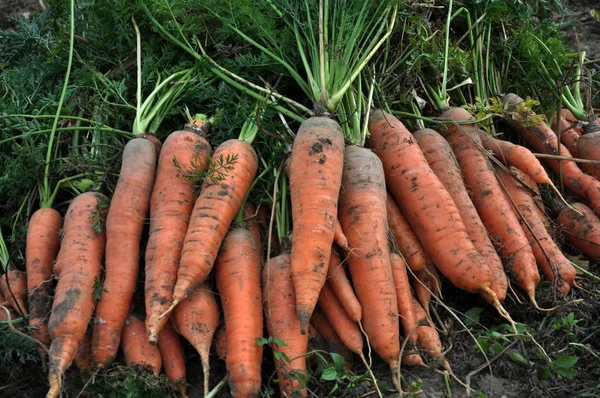 Las zanahorias recogidas en tierra _ 7 — Foto de Stock