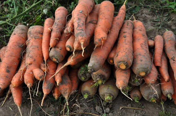 Las zanahorias recogidas en tierra _ 9 — Foto de Stock