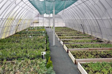 Sera büyüyen süs çalılar ve cuttings_5