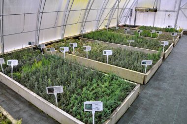Sera büyüyen süs çalılar ve cuttings_6