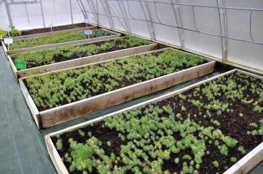 Sera büyüyen süs çalılar ve cuttings_4