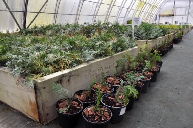 Sera büyüyen süs çalılar ve cuttings_9