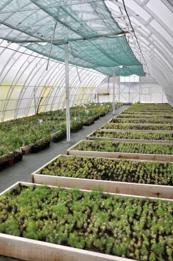 Sera büyüyen süs çalılar ve cuttings_11