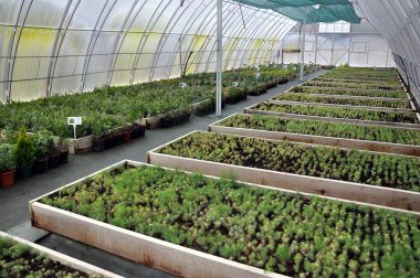 Sera büyüyen süs çalılar ve cuttings_10