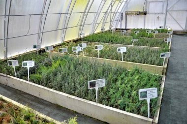 Sera büyüyen süs çalılar ve cuttings_16