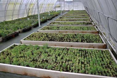 Sera büyüyen süs çalılar ve cuttings_17