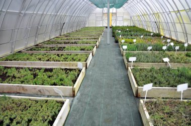 Sera büyüyen süs çalılar ve cuttings_20