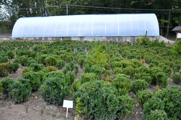 Nursery for growing forest crops — Stock Photo, Image