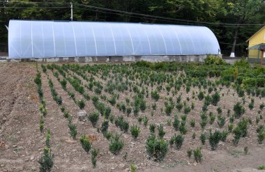 Çocuk odası için büyüyen orman crops_3