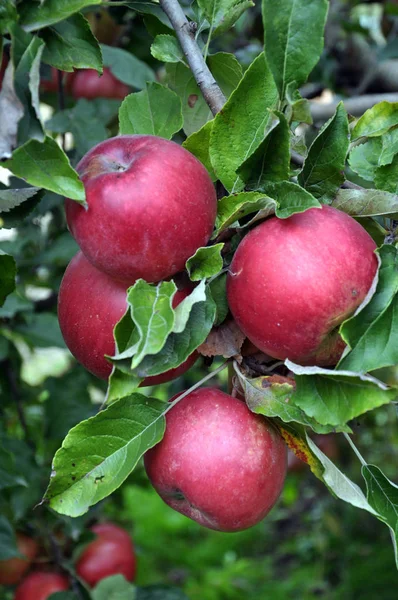 Stock image Ripe apples on a tree_16