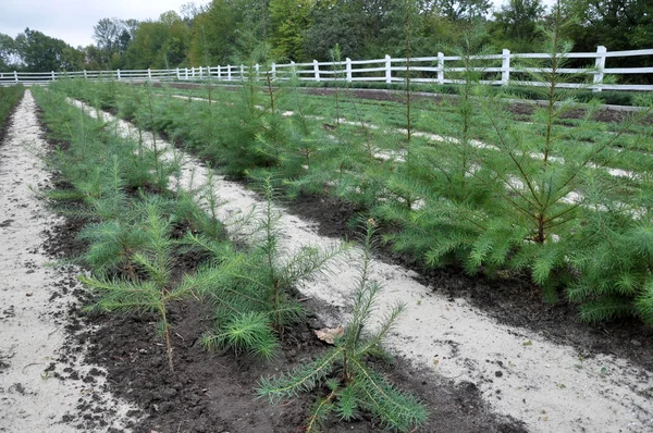 성장 하는 plants_23에 대 한 보육 — 스톡 사진