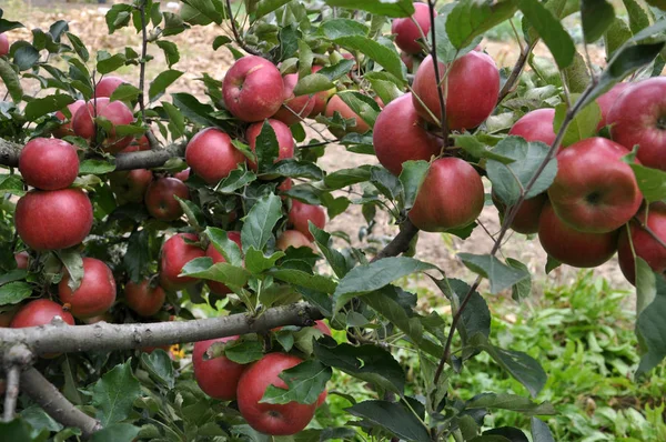 Dojrzałe jabłka na tree_24 — Zdjęcie stockowe