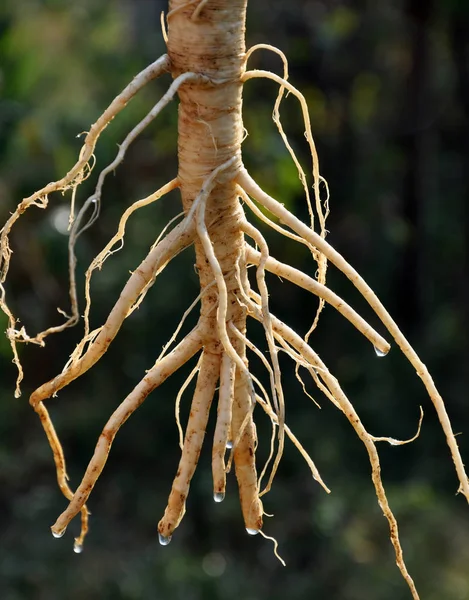 Root parsley leaf_2 — Stock Photo, Image